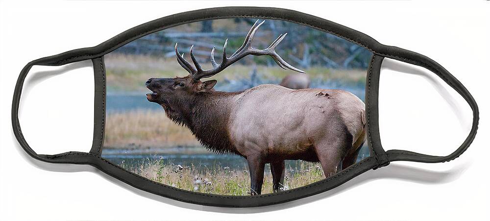 Antelope Face Mask featuring the photograph Bull Elk Next to River by Wesley Aston