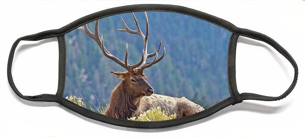 Elk Face Mask featuring the photograph Bull Elk Resting by Wesley Aston