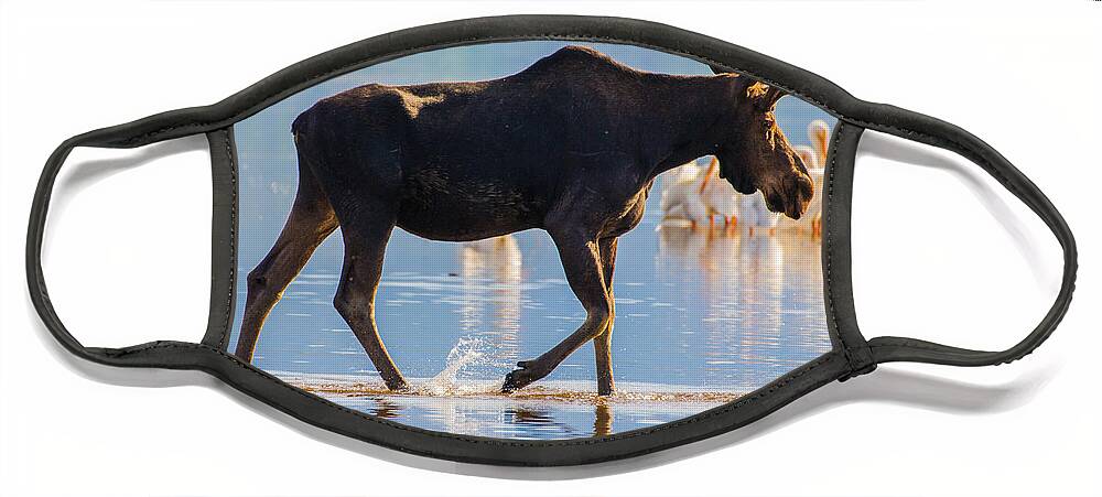 Bull Face Mask featuring the photograph Bull Moose and Pelicans on Shadow Mountain Reservoir by Mindy Musick King