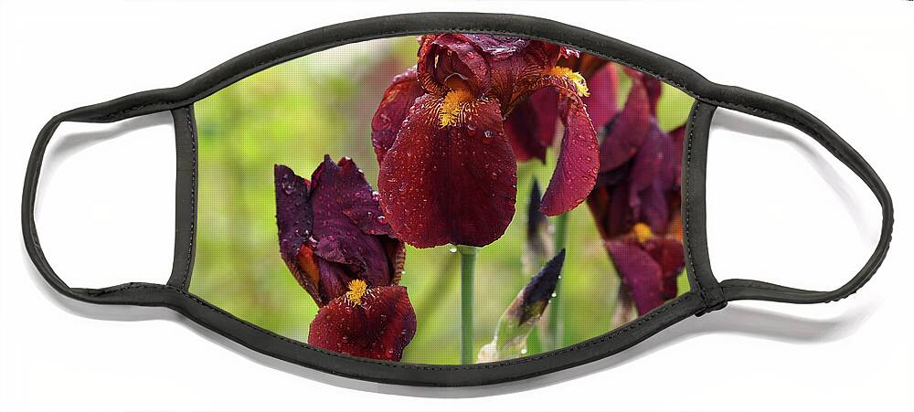 Iris Face Mask featuring the photograph Burgundy Bearded Irises in the Rain by Rona Black