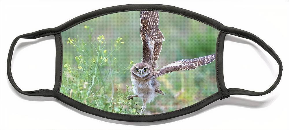 Burrowing Owls Face Mask featuring the photograph Helloooo There by Judi Dressler