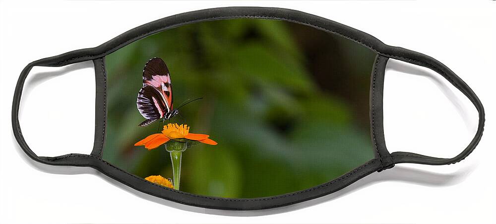 Butterfly Face Mask featuring the photograph Butterfly 26 by Michael Fryd