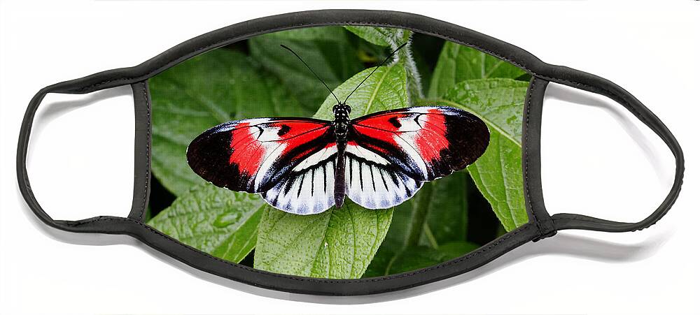 Florida Face Mask featuring the photograph Butterfly World - Piano Key Butterfly by Ronald Reid