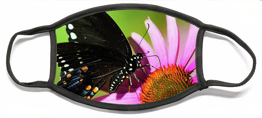 Butterfly Face Mask featuring the photograph Spicebush Butterfly In The Sun by Christina Rollo