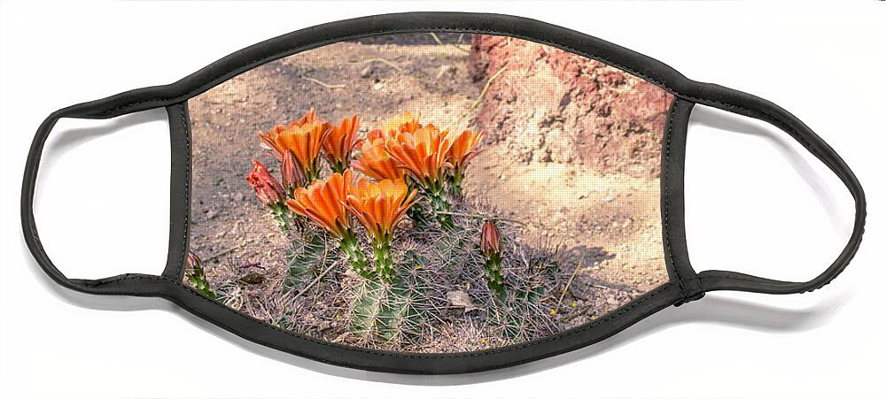 Las Vegas Face Mask featuring the photograph Cactus in bloom by Darrell Foster