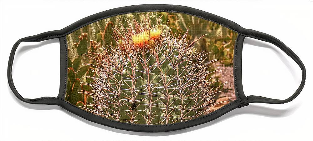 Cactus Face Mask featuring the photograph Cactus yellowtop by Darrell Foster