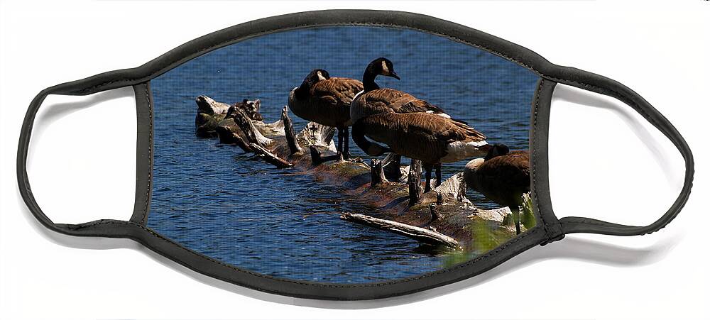 Animals Face Mask featuring the photograph Canada Goose Family Line-up by Richard Thomas