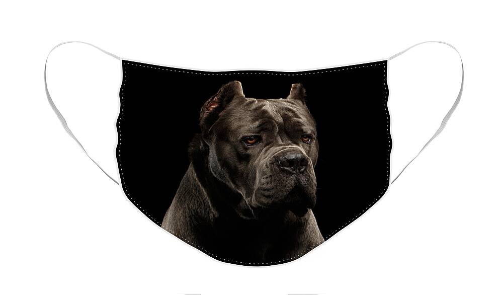 Cane Face Mask featuring the photograph Cane Corso by Sergey Taran