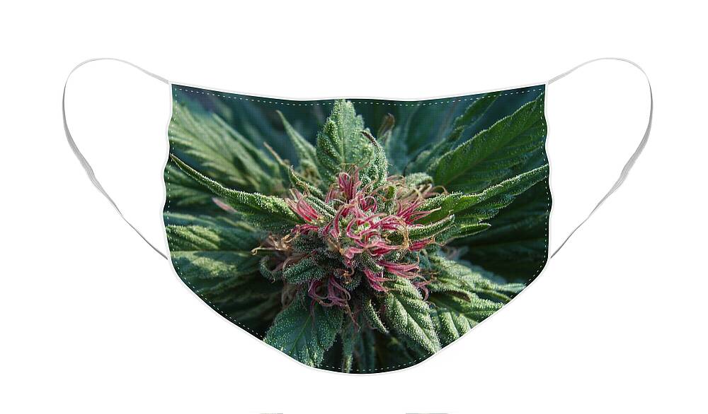 Marijuana Face Mask featuring the photograph Cannabis by Carl Moore