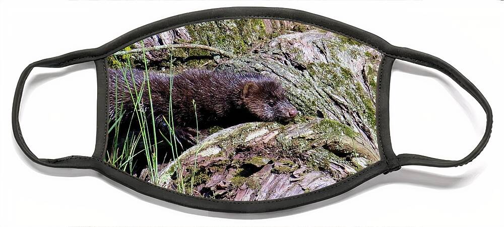 Wildlife Face Mask featuring the photograph Cape Vincent Mink by Dennis McCarthy
