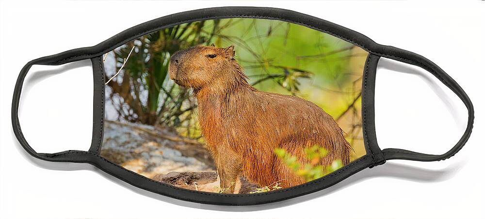 Capybara Face Mask featuring the photograph Capybara by B.G. Thomson