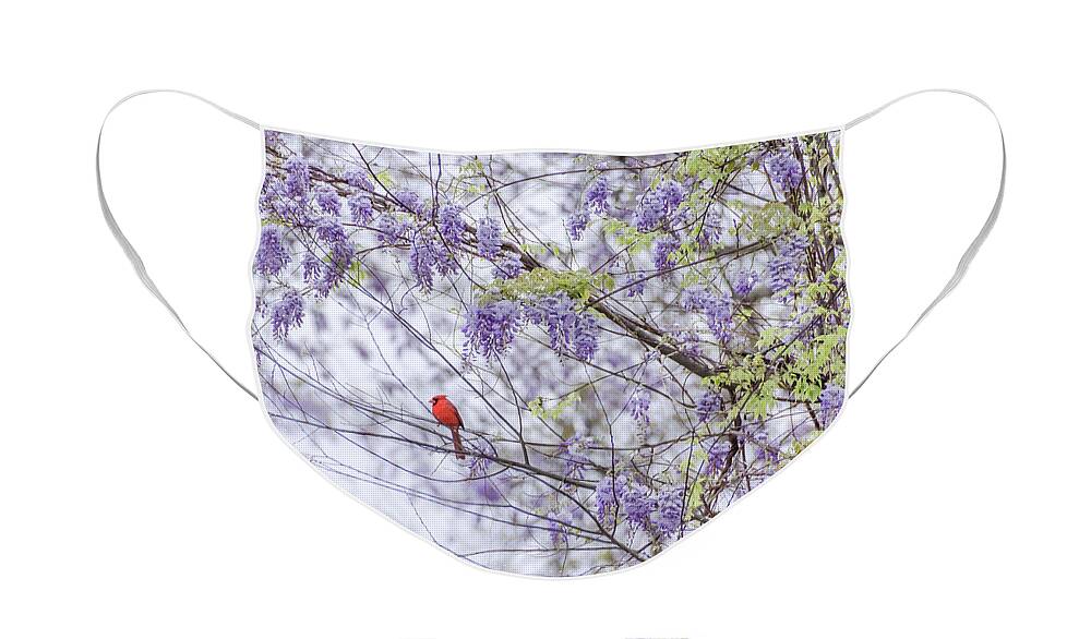 Wisteria Face Mask featuring the photograph Cardinal and wisteria by Andrea Anderegg
