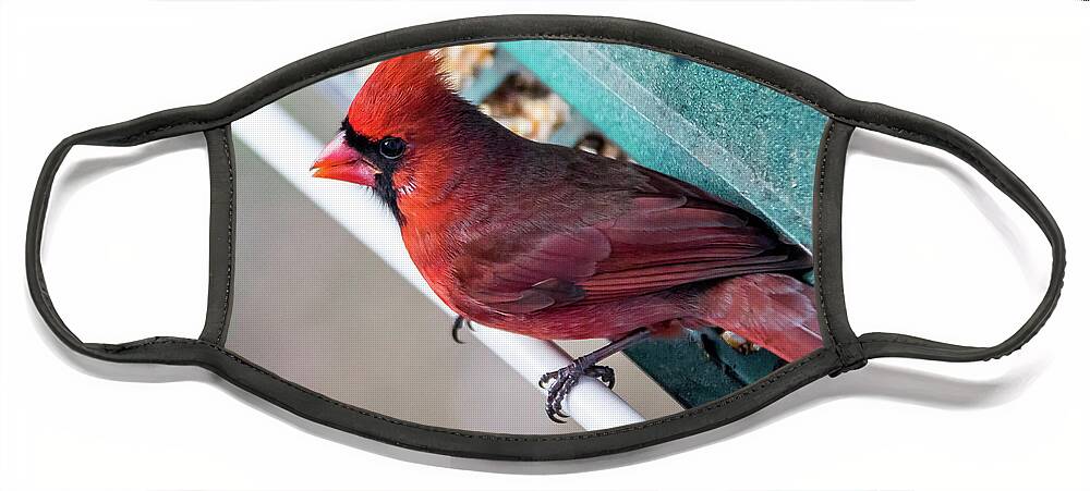 Bird Face Mask featuring the photograph Cardinal Close Up by Darryl Hendricks