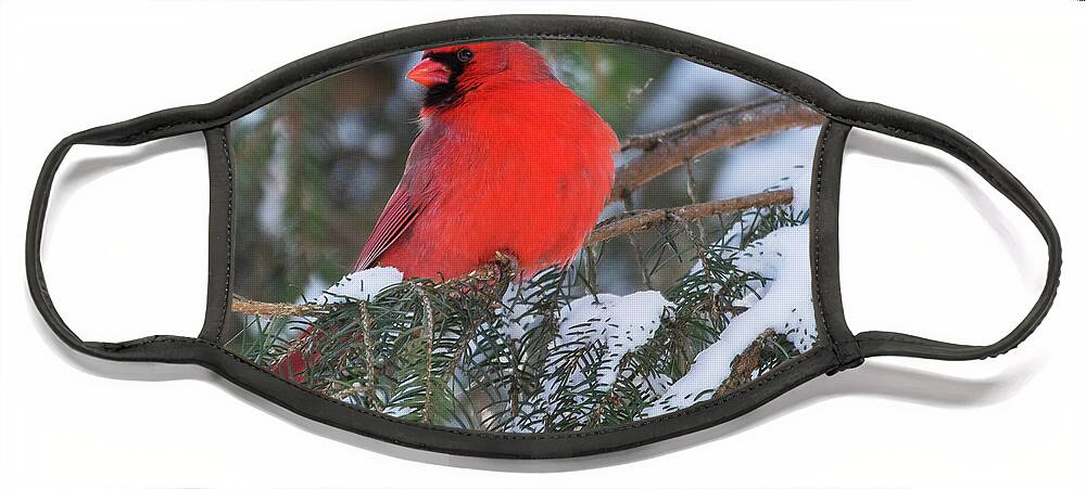 Cardinal Face Mask featuring the photograph Cardinal in Snow by Mindy Musick King