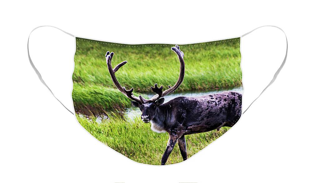 Caribou Face Mask featuring the photograph Caribou by Anthony Jones
