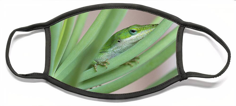 Anolis Face Mask featuring the photograph Carolina Anole by Patricia Schaefer