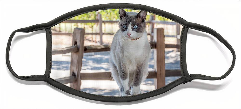 Cat Face Mask featuring the photograph Cat on a Wooden Fence Post by Derek Dean