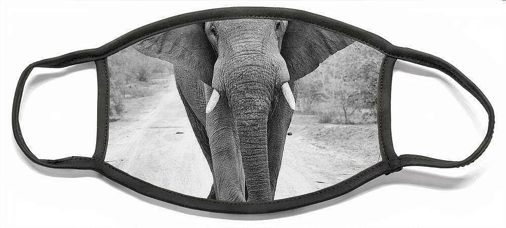 African Elephant Face Mask featuring the photograph Charging Bull Elephant by Max Waugh