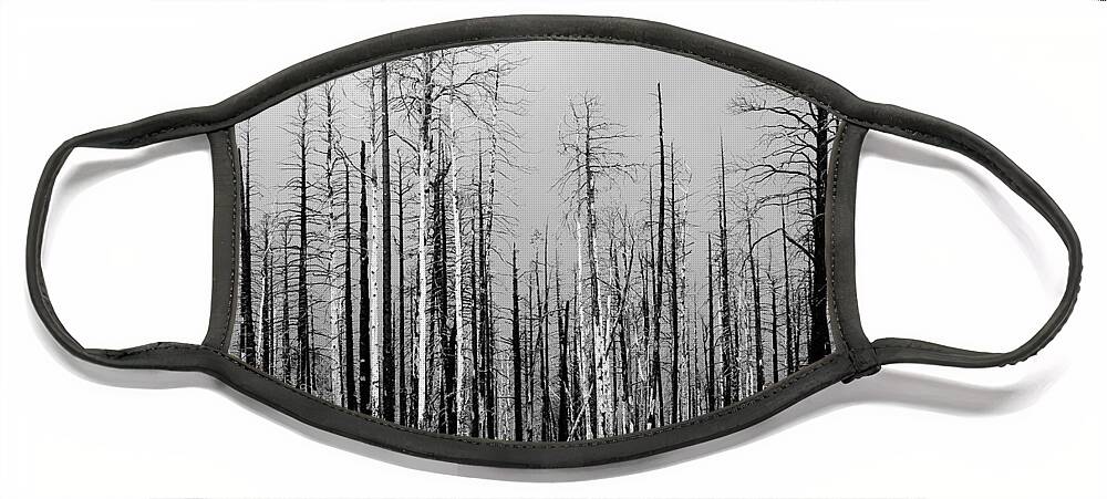 Charred Face Mask featuring the photograph Charred Trees by James BO Insogna