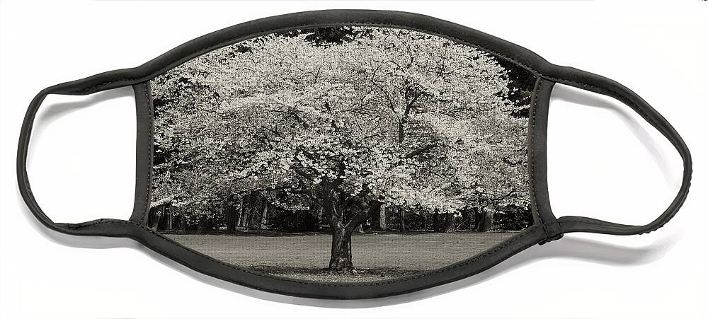Cherry Blossom Trees Face Mask featuring the photograph Cherry Blossom Tree - Ocean County Park by Angie Tirado