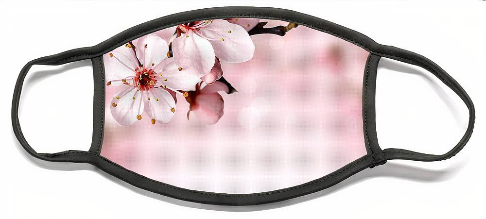 Japanese Cherry Blossoms Face Mask featuring the photograph Cherry Blossoms in Bloom by Leah McPhail