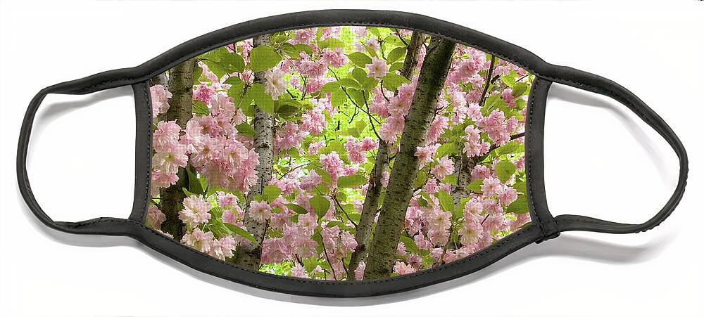 Branches Face Mask featuring the photograph Cherry Blossoms in Spring, Milan, Italy by Julia Hiebaum