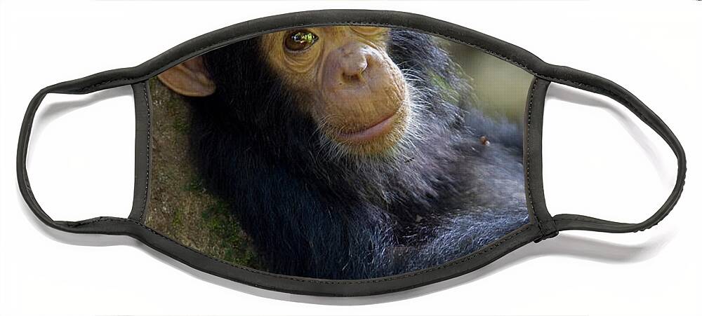 Mp Face Mask featuring the photograph Chimpanzee Pan Troglodytes Baby Leaning by Ingo Arndt