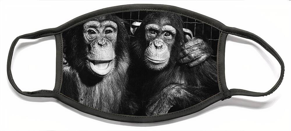 Nature Face Mask featuring the photograph Chimpanzees by Ylla