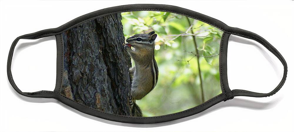 Chipmunk Face Mask featuring the photograph Chipmunks #1 by Ben Upham III