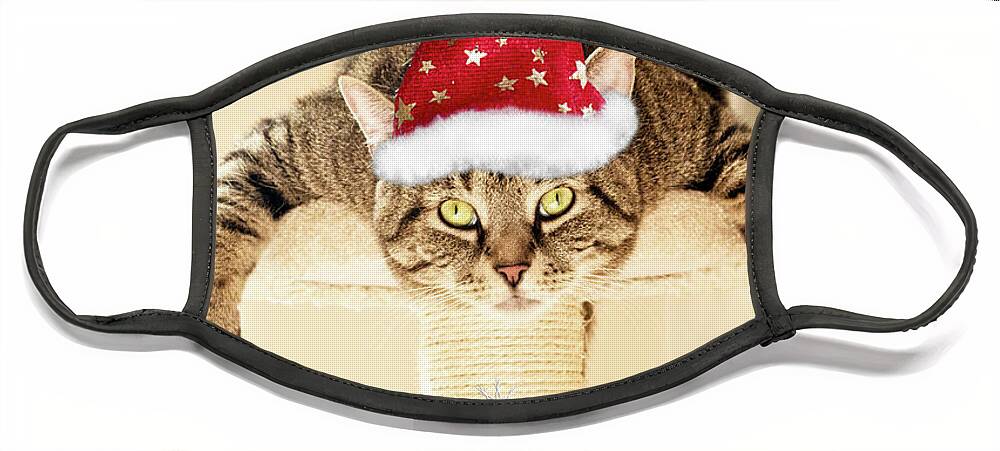 Gizmo Face Mask featuring the photograph Christmas Splat Cat by Terri Waters