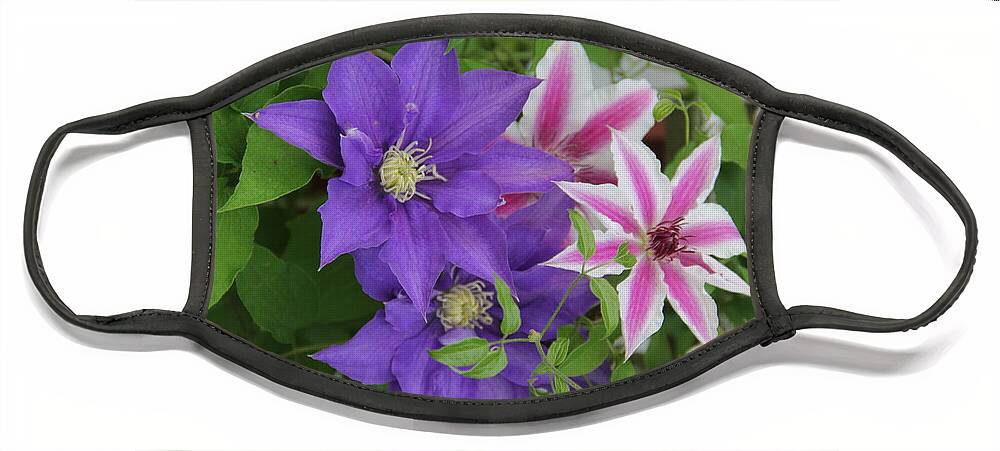 Clematis Face Mask featuring the photograph Clematis Purple and Pink White by Allen Nice-Webb