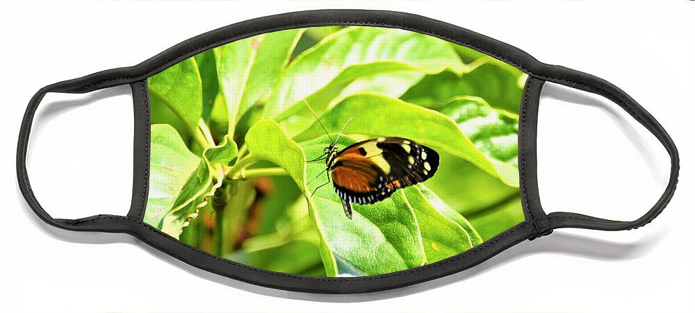 Cleveland Ohio Butterfly Face Mask featuring the photograph Cleveland Butterflies3 by Merle Grenz