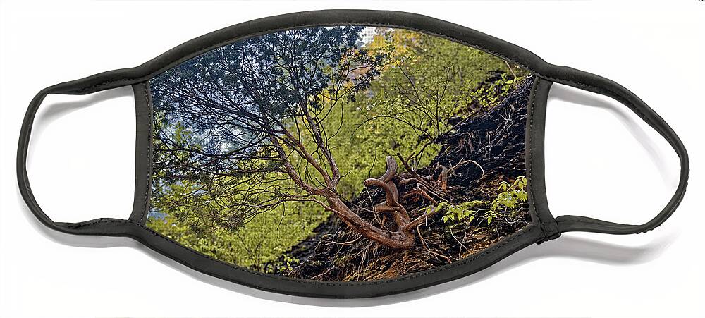 Awesome Tree Face Mask featuring the photograph Climbing Tree Roots by Doolittle Photography and Art