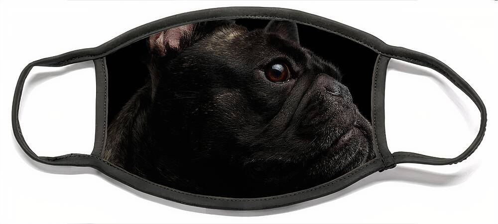 Dog Face Mask featuring the photograph Close-up French Bulldog Dog like Monster in Profile view Isolated by Sergey Taran