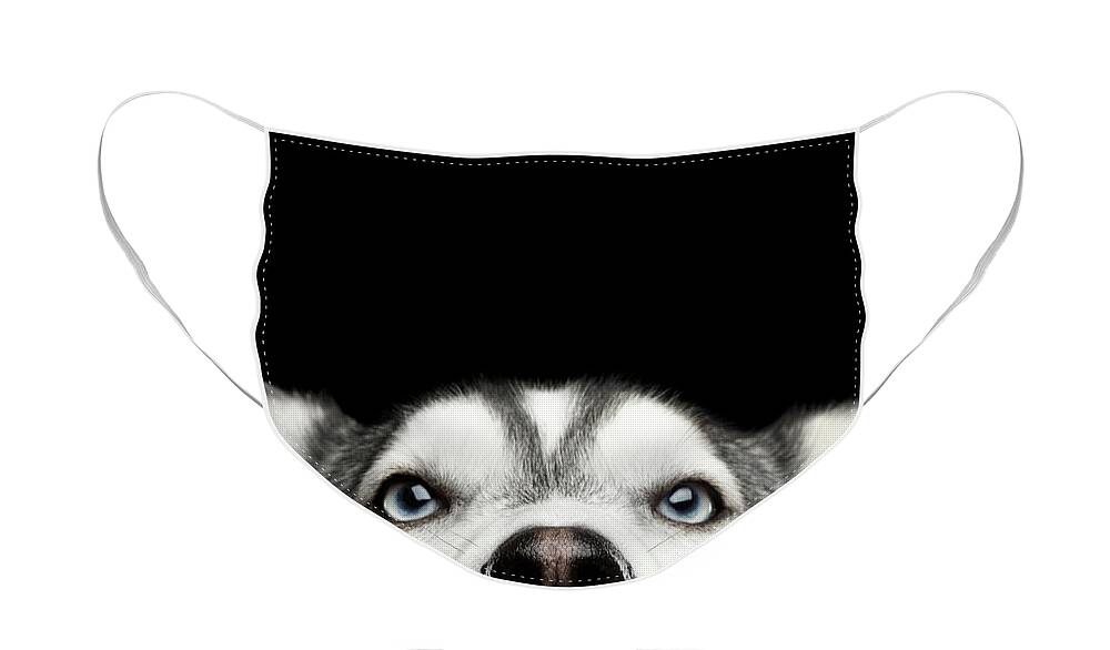 Dog Face Mask featuring the photograph Close-up Head of peeking Siberian Husky by Sergey Taran