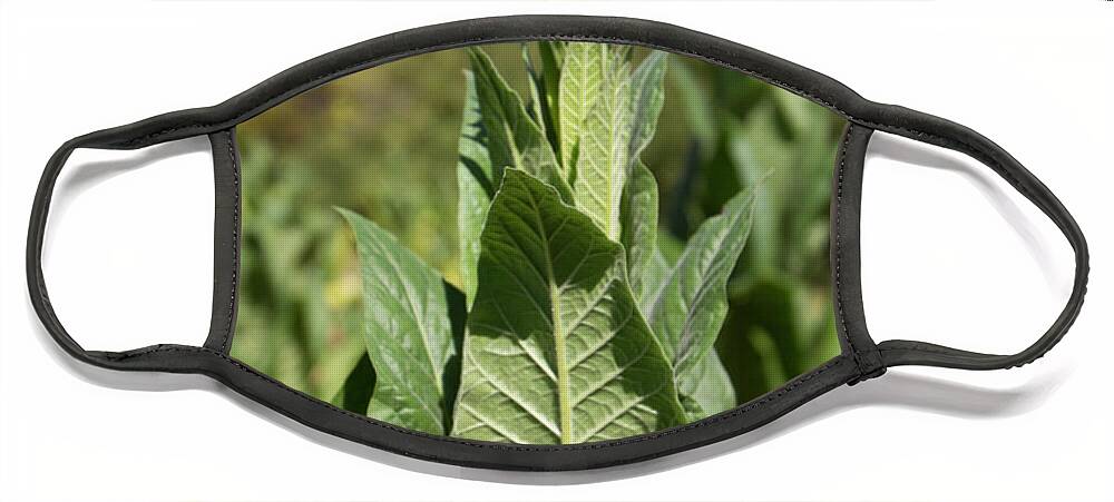 America Face Mask featuring the photograph Close up of tobacco plant by Karen Foley