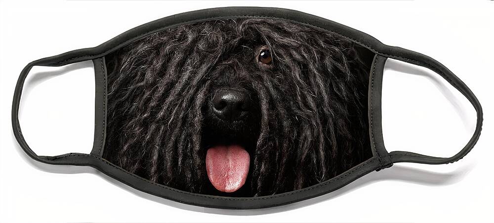 Dog Face Mask featuring the photograph Close up Portrait of Puli Dog isolated on Black by Sergey Taran