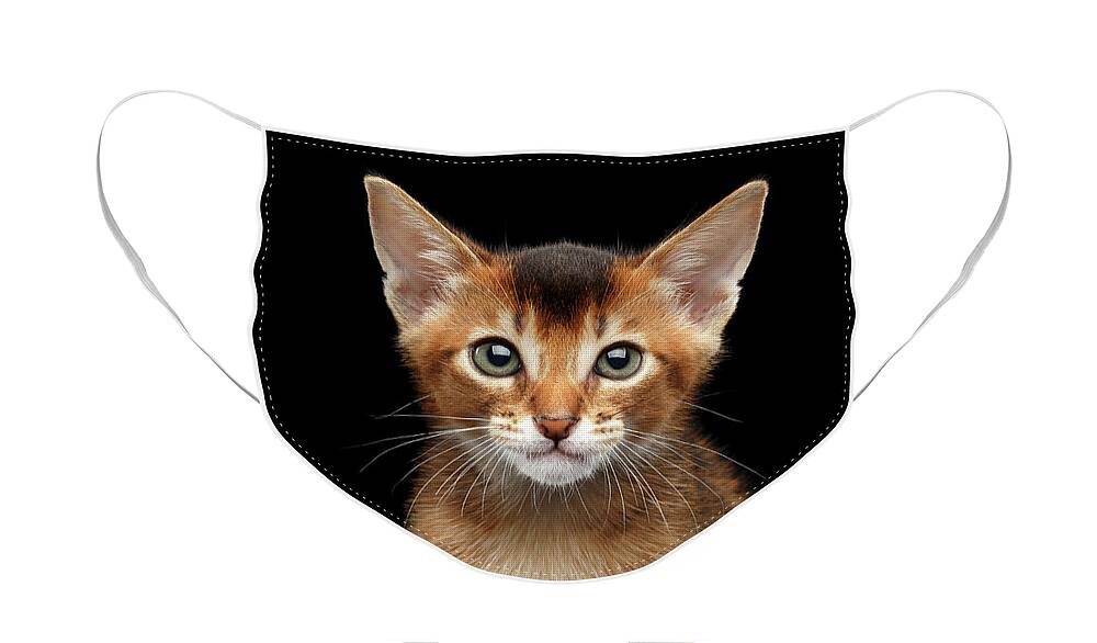 Aby Face Mask featuring the photograph Closeup Abyssinian Kitty Curious Looking in Camera, Isolated Black Background by Sergey Taran