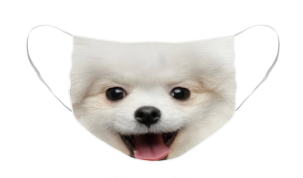 Closeup Face Mask featuring the photograph Closeup Furry Happiness White Pomeranian Spitz Dog Curious Smiling by Sergey Taran