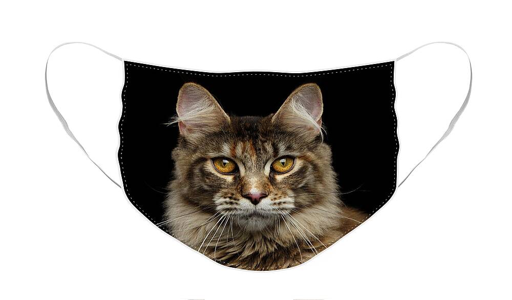 Cat Face Mask featuring the photograph Closeup Maine Coon Cat Portrait Isolated on Black Background by Sergey Taran