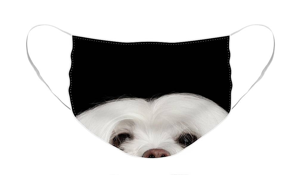Maltese Face Mask featuring the photograph Closeup Nosey White Maltese Dog Looking in Camera isolated on Black background by Sergey Taran