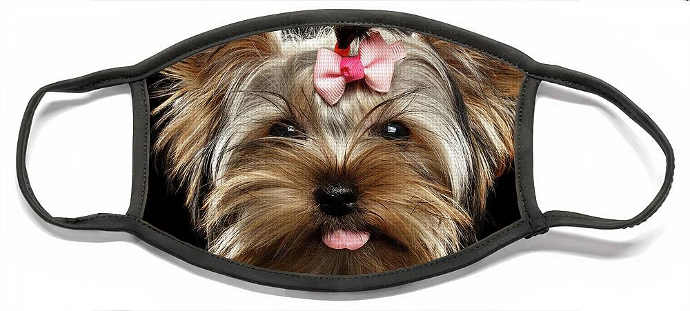 Terrier Face Mask featuring the photograph Closeup Portrait of Yorkshire Terrier Dog on Black background by Sergey Taran