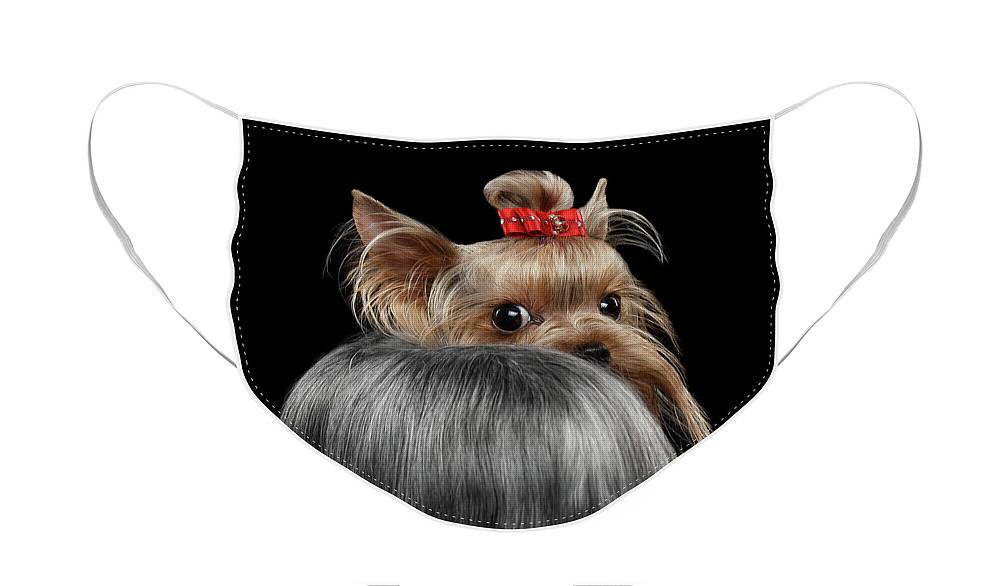  Closeup Face Mask featuring the photograph Closeup Yorkshire Terrier Dog, long groomed Hair Pity Looking back by Sergey Taran