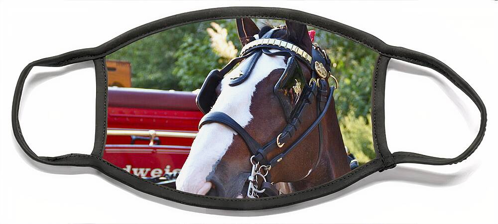 Clydesdale Horse Draft Esp Eastern State Penitentiary Budweiser Face Mask featuring the photograph Clydesdale at ESP by Alice Gipson
