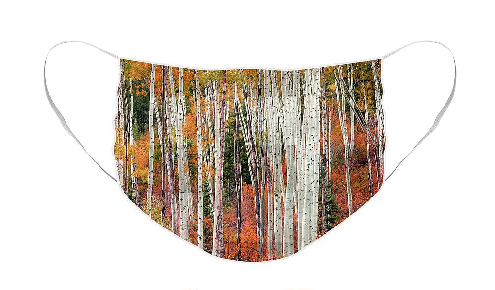 Colorado Face Mask featuring the photograph Colorado Aspens by Wasatch Light