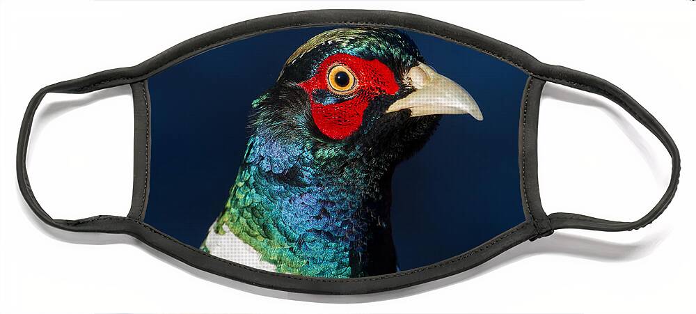 Portrait Cock Pheasant Face Mask featuring the photograph Colorful Cock Pheasant by Torbjorn Swenelius