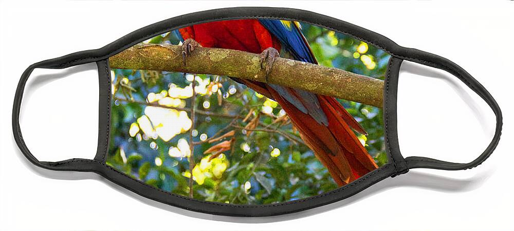 Macaw Face Mask featuring the photograph Colorful Macaw by Bob Hislop