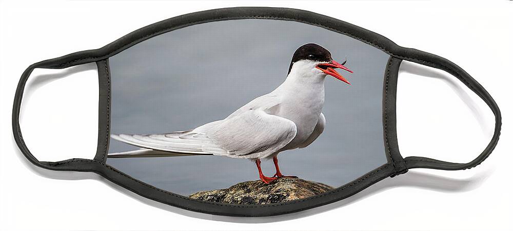 Common Tern Face Mask featuring the photograph Common Tern by Torbjorn Swenelius