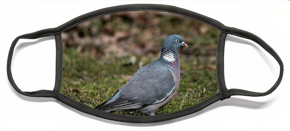 Common Wood Pigeon Face Mask featuring the photograph Common Wood Pigeon's profile by Torbjorn Swenelius