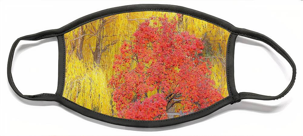 Trees Face Mask featuring the photograph Contrasting trees by Merle Grenz